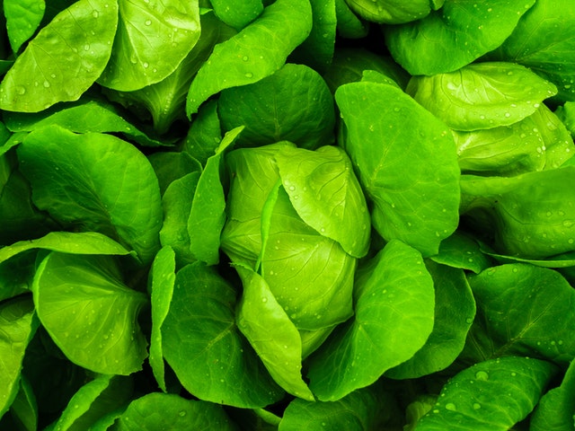 fresh leaves