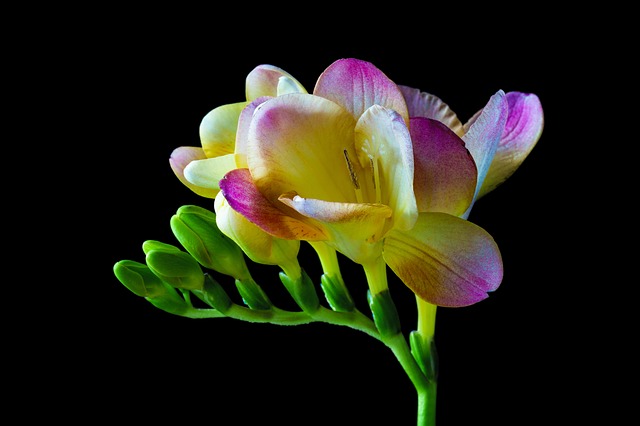 The freesia flower is a symbol of trust.